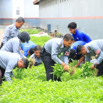 2025-05-07-lapas Dukung Ketahanan Pangan, Lapas Banyuwangi Panen Sayuran Segar