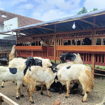 2025-05-16-hewan Hari Raya Idul Adha, Stok Ternak Kurban di Banyuwangi Aman