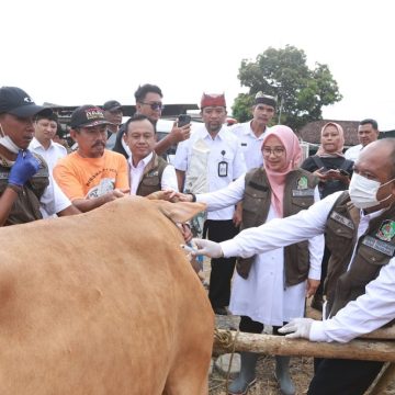 Stok Hewan Kurban di Banyuwangi Surplus, Bisa Pasok ke Daerah Lain