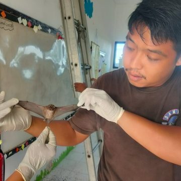 Ribuan Kelelawar Bersarang di Atap Gedung SDN 3 Gladag Rogojampi