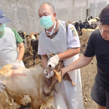 Pastikan Hewan Kurban Sehat, Dispertan Banyuwangi Sidak Lapak Penjual Musiman
