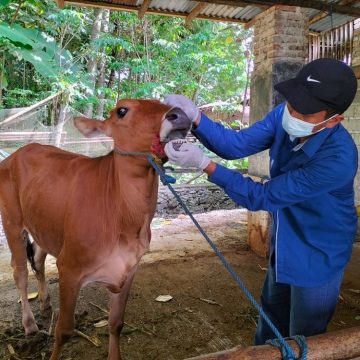 Pastikan Daging Kurban “Asuh”, Banyuwangi Turunkan Ratusan Juleha