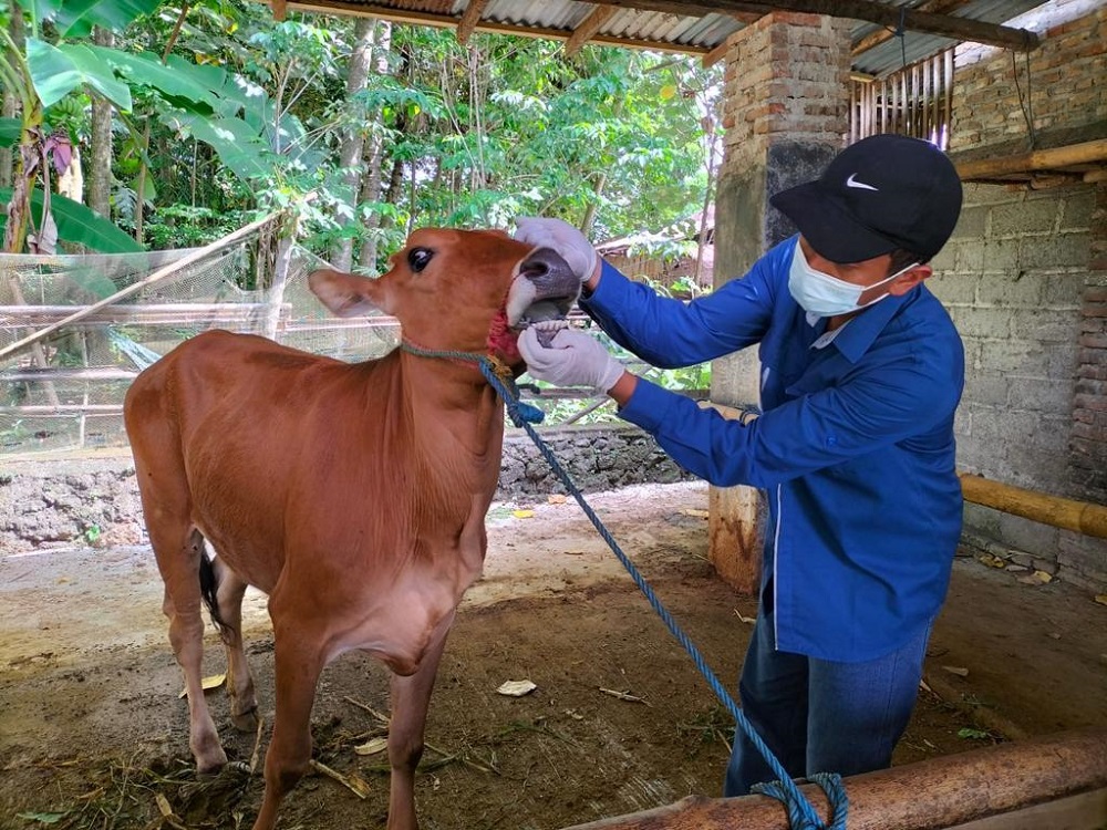 2025-06-02-juleha Pastikan Daging Kurban “Asuh”, Banyuwangi Turunkan Ratusan Juleha