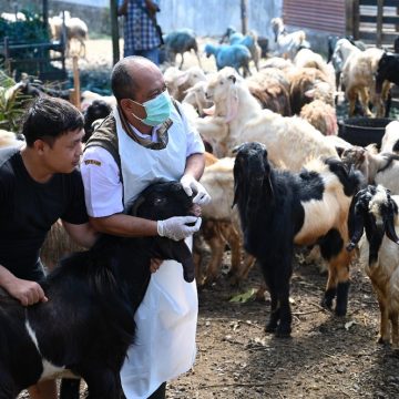Jelang Idul Adha, Dipastikan Banyuwangi Bebas Kasus PMK
