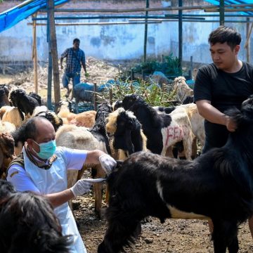 Jelang Idul Adha, Dispertan Banyuwangi Tingkatkan Pengawasan Lalu Lintas Hewan Kurban