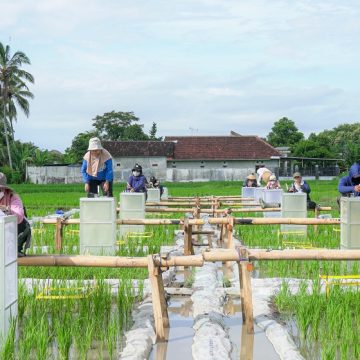 Dukung Ketahanan Pangan, Banyuwangi Kembangkan Beras Biofortifikasi