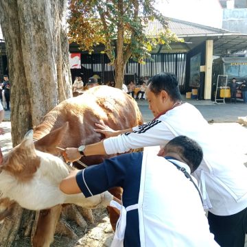 Pastikan Hewan Kurban Aman Dikonsumsi, Banyuwangi Turunkan Ratusan Nakes