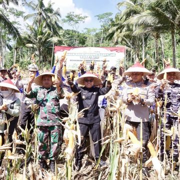 Dukung Swasembada Pangan Nasional, Banyuwangi Panen Raya Jagung