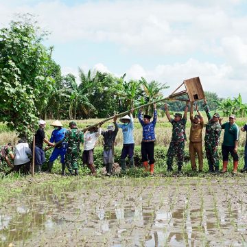 Tekan Hama Tikus, Pemkab Banyuwangi Sebar Ratusan Burung Hantu