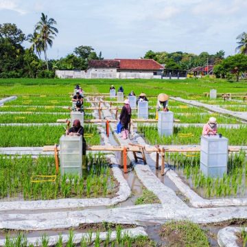 Banyuwangi Satu-Satunya Daerah di Indonesia Kembangkan Industrialisasi Beras Biofortifikasi