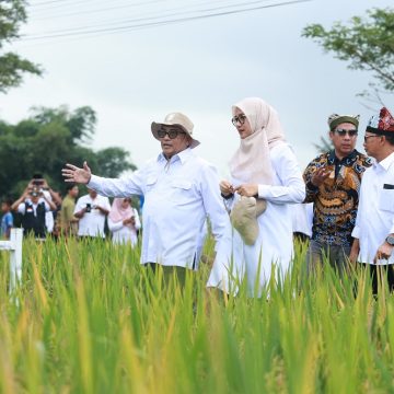 Resmi. Banyuwangi Luncurkan Ekosistem Beras Biofortifikasi “Sunwangi” Berskala Industri Pertama di Indonesia
