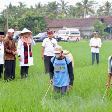 Hingga Pertengahan 2025, Banyuwangi Surplus Beras 228.309,72 Ton