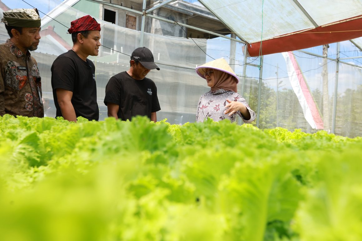 Dua Pemuda Jebolan Jagoan Tani Banyuwangi Sukses Budidaya Hidroponik Selada