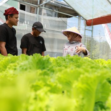 Dua Pemuda Jebolan Jagoan Tani Banyuwangi Sukses Budidaya Hidroponik Selada