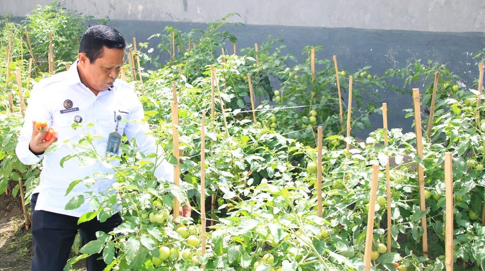 Lapas Banyuwangi Berhasil Sulap Brandgang Jadi Lahan Produktif untuk Dukung Ketahanan Pangan