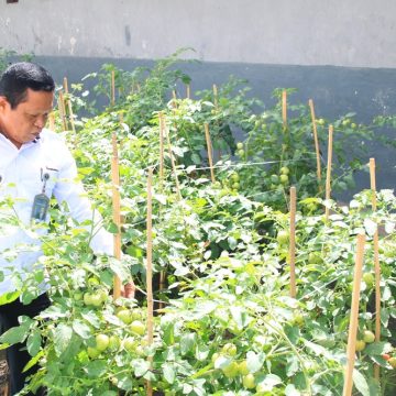2025-09-23-lapas Lapas Banyuwangi Berhasil Sulap Brandgang Jadi Lahan Produktif untuk Dukung Ketahanan Pangan