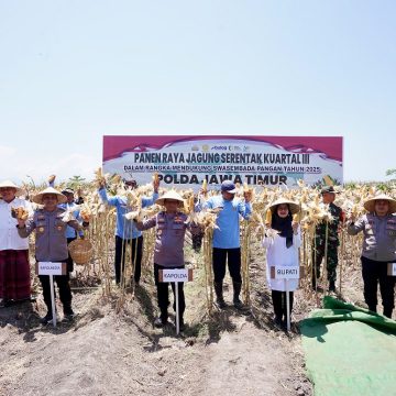 Surplus Pangan Terjaga, Kapolda Jawa Timur Bersama Jajaran Forkopimda Laksanakan Panen Jagung Serentak di Banyuwangi