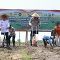 Produksi Tembus 199 Ribu Ton, Banyuwangi Genjot Tanam Jagung Dukung Swasembada Pangan Presiden 