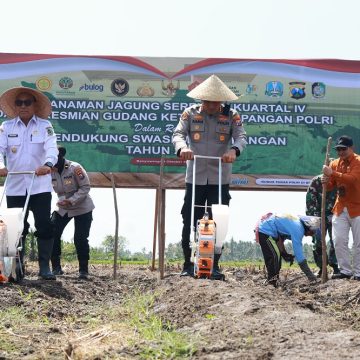 Produksi Tembus 199 Ribu Ton, Banyuwangi Genjot Tanam Jagung Dukung Swasembada Pangan Presiden 