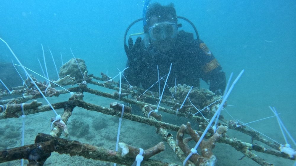 Jaga Kelestarian Laut, TNI AL Banyuwangi Lakukan Restorasi Terumbu Karang