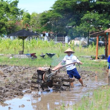 Beri Contoh Teladan, Kalapas Banyuwangi Terjun Langsung Dalam Pembajakan Sawah di Lahan SAE