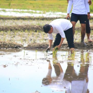 Dukung Ketahanan Pangan dan Wujud Program Pembinaan, Lahan SAE Lapas Banyuwangi Mulai Ditanam Padi