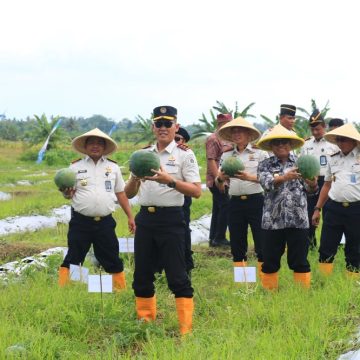 Panen Raya, Lapas Banyuwangi Hasilkan 3 Ton Semangka, Sebagian Hasil Penjualan Disumbangkan untuk Bencana Sumatera