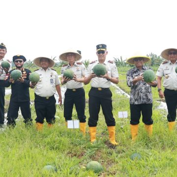 Bareng Wabup Mujiono, Kakanwil dan Kalapas se-Jatim Panen Raya Semangka di Banyuwangi 