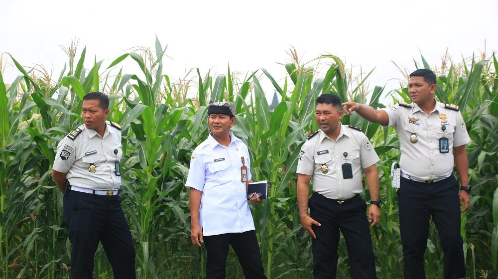 Tinjau SAE Paswangi, Kalapas Banyuwangi dan Kadispertan Pastikan Kesiapan Lahan Peternakan