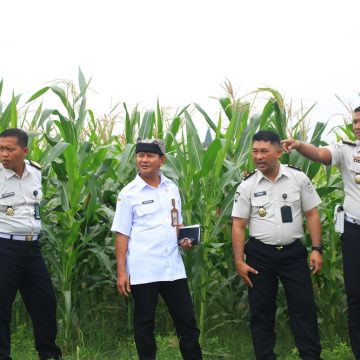 Tinjau SAE Paswangi, Kalapas Banyuwangi dan Kadispertan Pastikan Kesiapan Lahan Peternakan