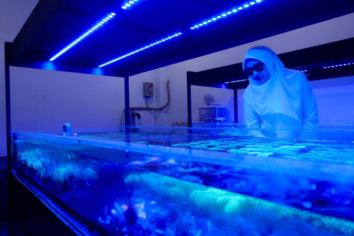 Koral Hias Budidaya Banyuwangi jadi Primadona di Asia, Amerika, dan Eropa