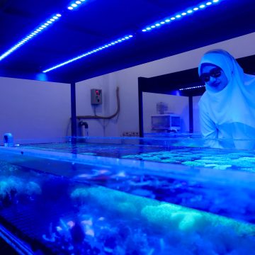 1000719754 Koral Hias Budidaya Banyuwangi jadi Primadona di Asia, Amerika, dan Eropa