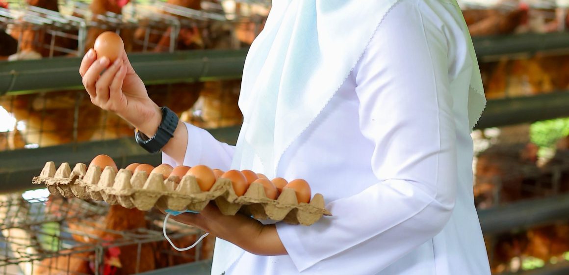 1000719783 Desa di Banyuwangi Bangun Peternakan Ayam Petelur untuk Penuhi Gizi Warga Miskin