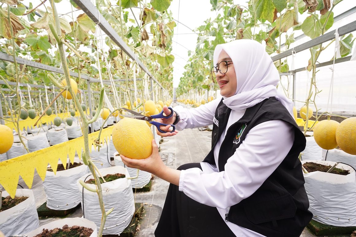 Keren. Di Banyuwangi ada Budidaya Melon Hidroponik di Dalam Greenhouse