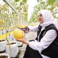 Keren. Di Banyuwangi ada Budidaya Melon Hidroponik di Dalam Greenhouse