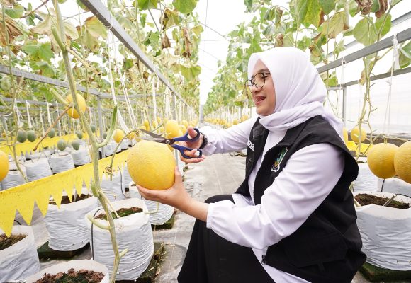 Keren. Di Banyuwangi ada Budidaya Melon Hidroponik di Dalam Greenhouse