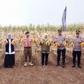 Bersama Bupati Ipuk, Gubernur dan Kapolda Jatim Panen Raya Jagung di Banyuwangi