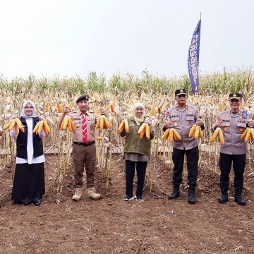 Bersama Bupati Ipuk, Gubernur dan Kapolda Jatim Panen Raya Jagung di Banyuwangi