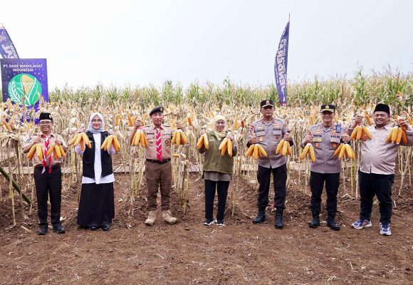 1000728600 Bersama Bupati Ipuk, Gubernur dan Kapolda Jatim Panen Raya Jagung di Banyuwangi