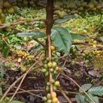 2026-02-04-kopi Banyuwangi Punya Kopi Langka Jenis Yellow Caturra dan Yellow Bourbon, Tumbuh Subur di Lereng Gunung Raung