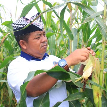 Dukung Ketahanan Pangan Nasional, SAE Paswangi Lapas Banyuwangi Hasilkan Jagung Berkualitas