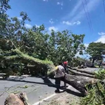 1000736831 Angin Kencang Landa Banyuwangi, Pohon Tumbang di 13 Titik Lokasi