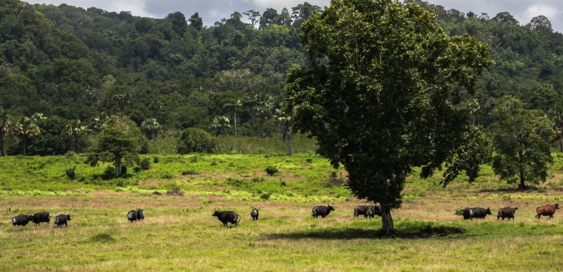 TN Alas Purwo Tutup Dua Hari saat Idul Fitri