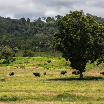 TN Alas Purwo Tutup Dua Hari saat Idul Fitri