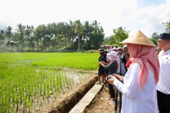 Panen Raya Januari-Maret 2026, Produksi Padi Banyuwangi Capai 160 Ribu Ton