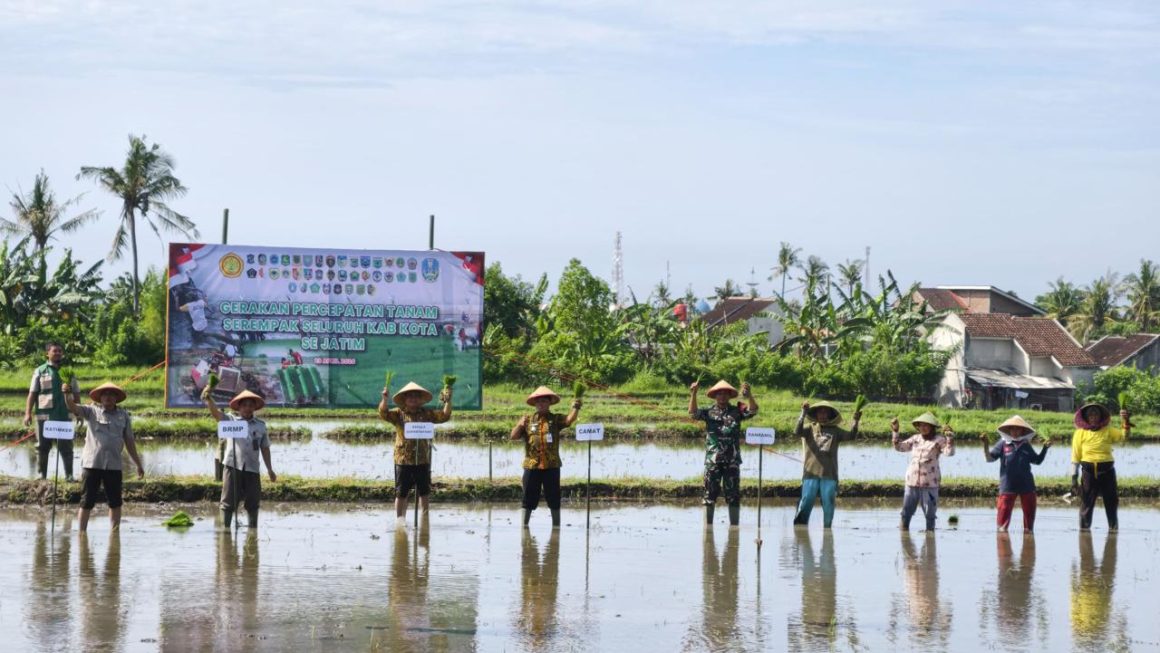 Antisipasi Kemarau Panjang, Banyuwangi Percepat Tanam Padi Serentak