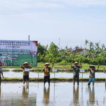 1000812857 Antisipasi Kemarau Panjang, Banyuwangi Percepat Tanam Padi Serentak