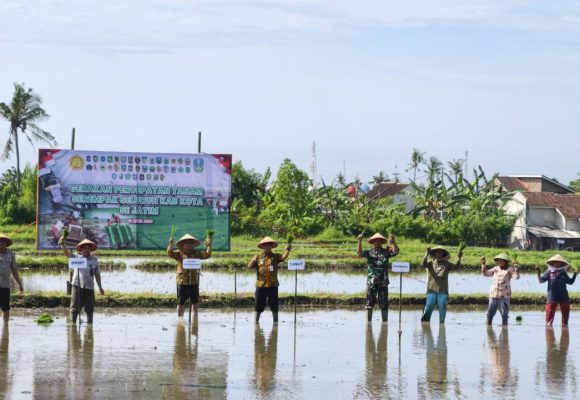 Antisipasi Kemarau Panjang, Banyuwangi Percepat Tanam Padi Serentak