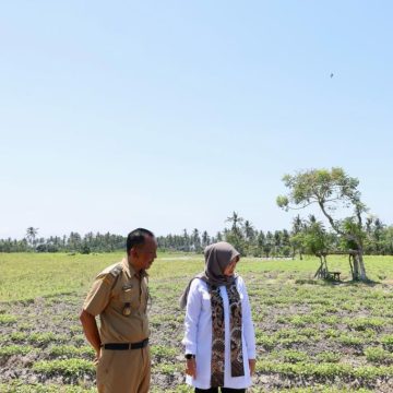 1000816503 Banyuwangi Siapkan Satgas Antisipasi Kemarau Panjang