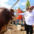 Parade Sapi Jumbo di Kontes, Pameran, dan Bursa Ternak, Ajang Promosi Ternak Unggul Banyuwangi
